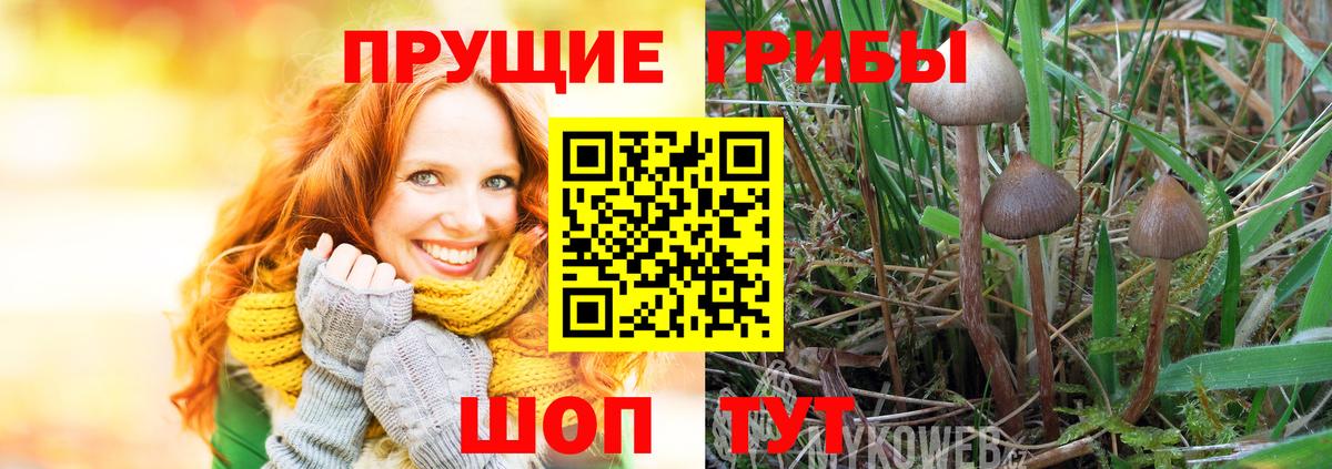 Псилоцибиновые грибы мицелий Архангельск